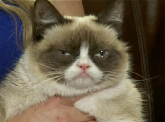 Grumpy Cat, E! News Grumpy Cat, E! News